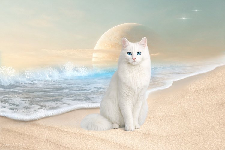 Fantasy scene with white cat on the beach